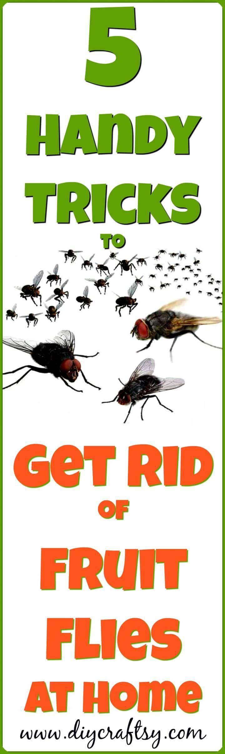  Get Rid of Fruit Flies