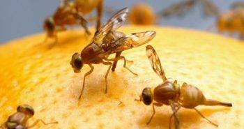 Handy Tricks to Get Rid of Fruit Flies at Home