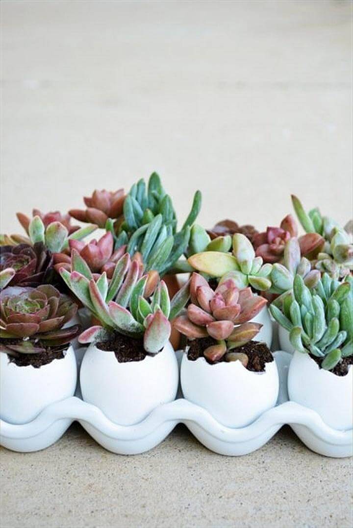 DIY Succulent Egg Shells