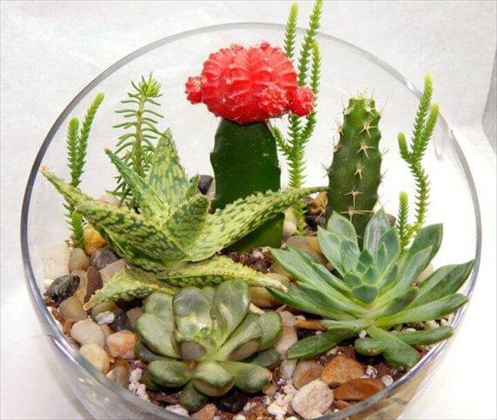 DIY Cactus Succulent Half Moon Glass Planter