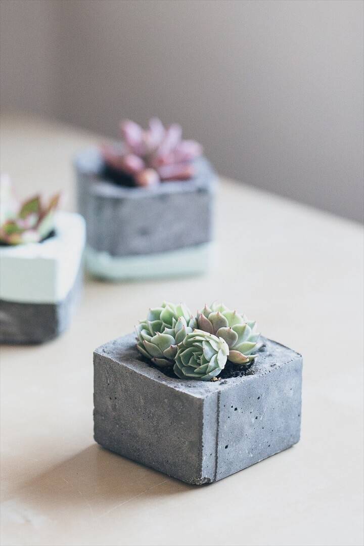 DIY Concrete Succulent Mini Planters