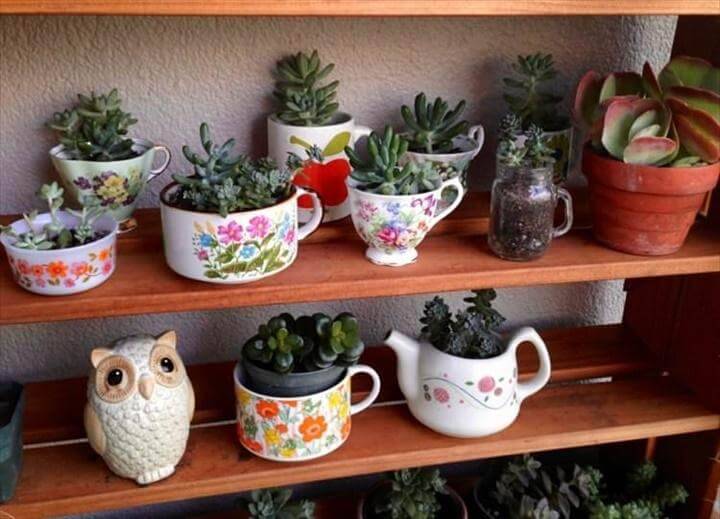 DIY Indoor Succulent Tea Cup Garden