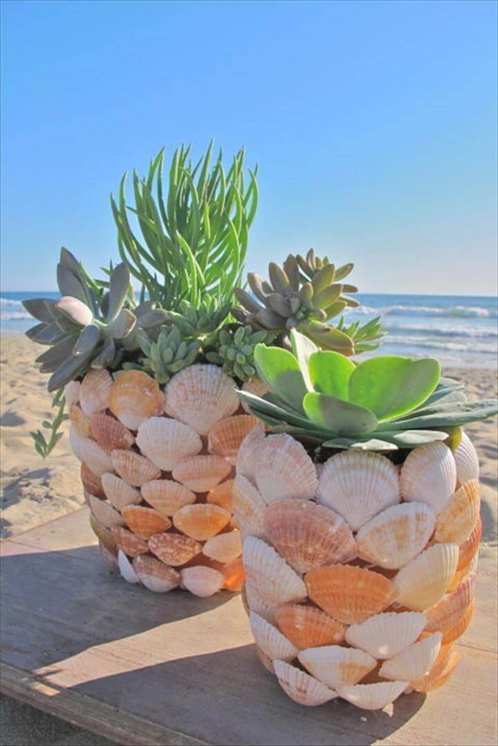 DIY Succulent Sea Shells