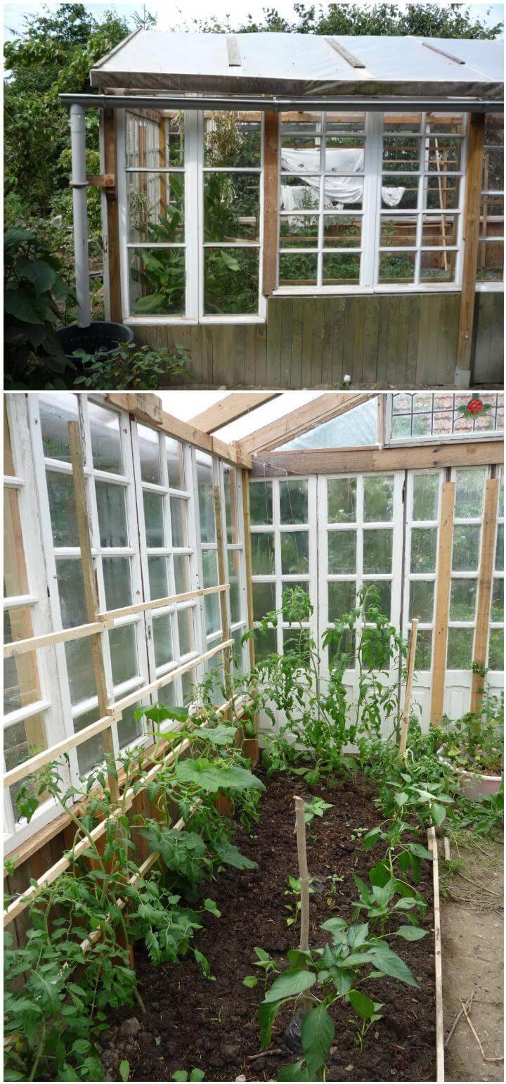 DIY Pallet and Old Windows Greenhouse