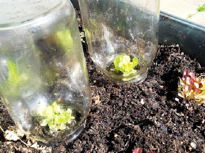 DIY Repurposed Mason Jar Mini Greenhouse Idea