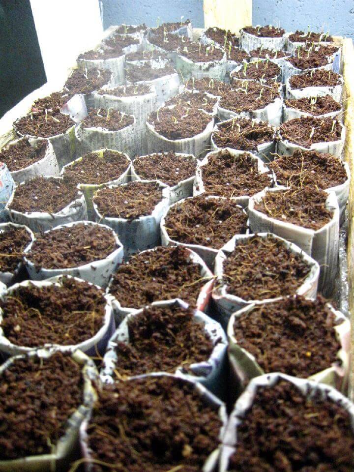 DIY Timeless Newspaper Seedling Pots