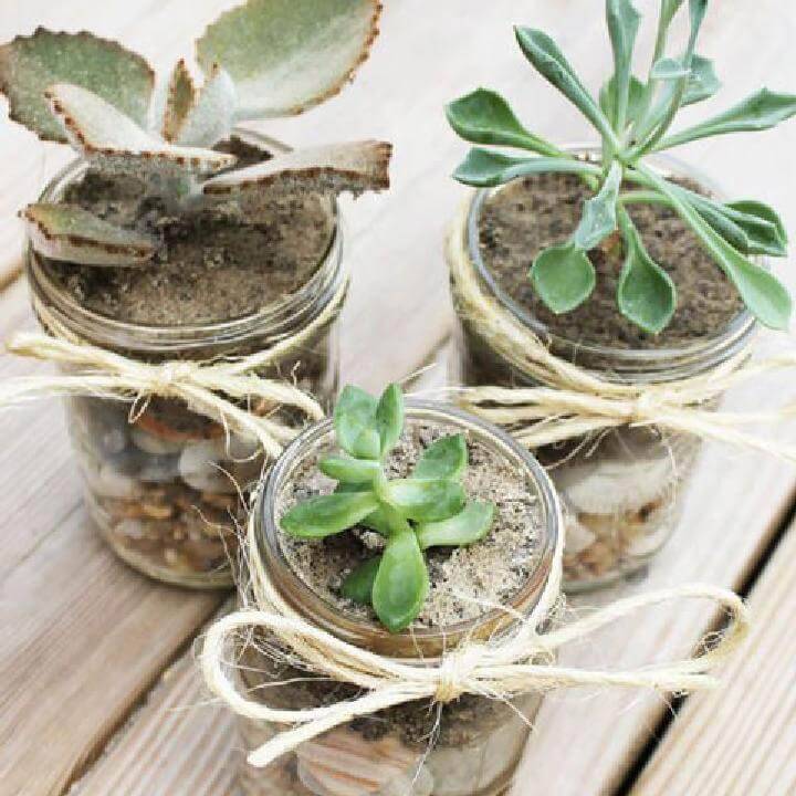 DIY Easy and Cute Mason Jar Succulents