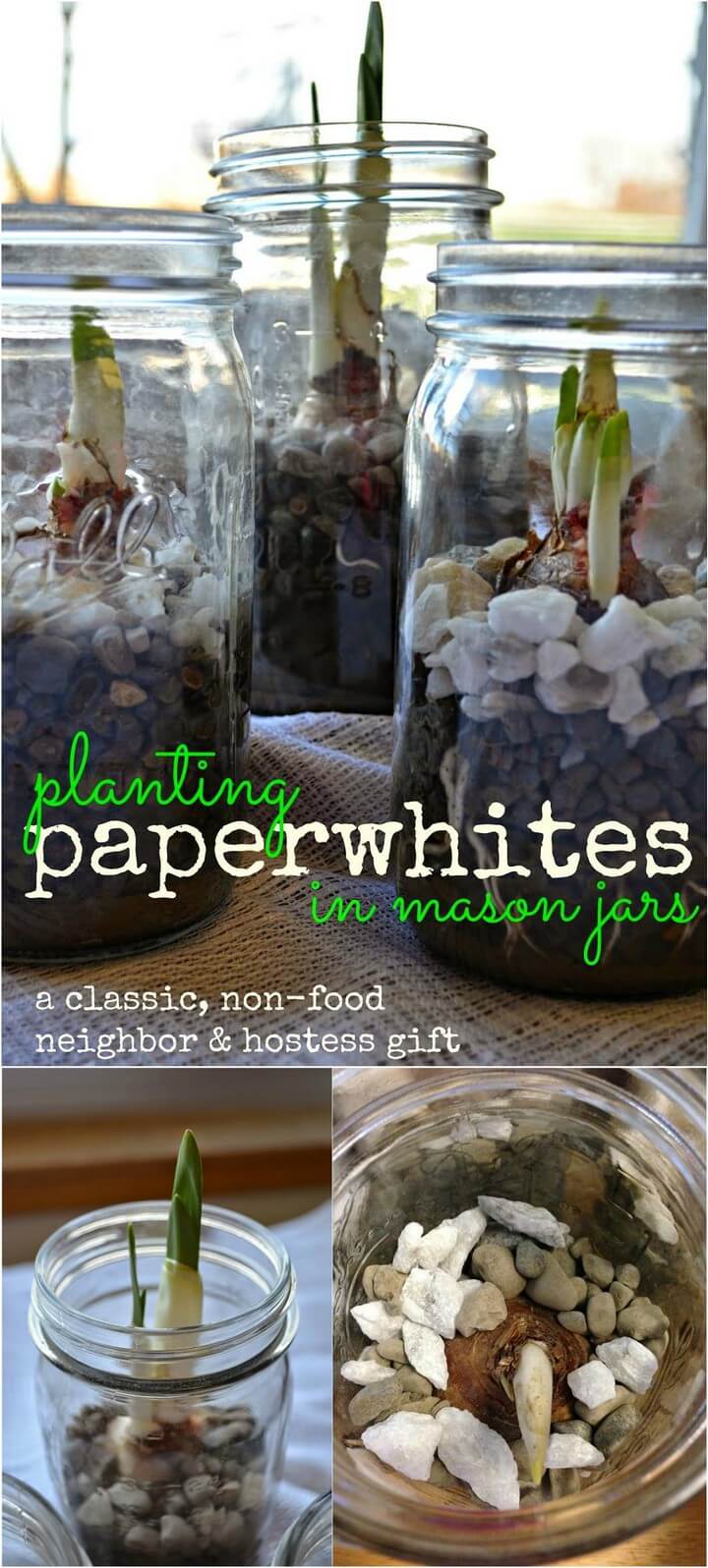 DIY Paperwhites Mason Jar Planter Gifts