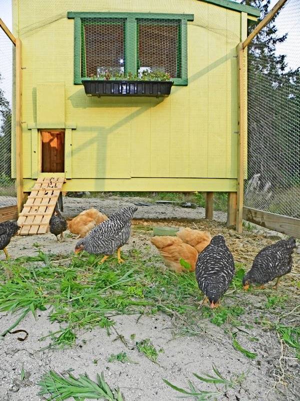 Easy Free Downeast Thunder Farm Chicken Coop Plans