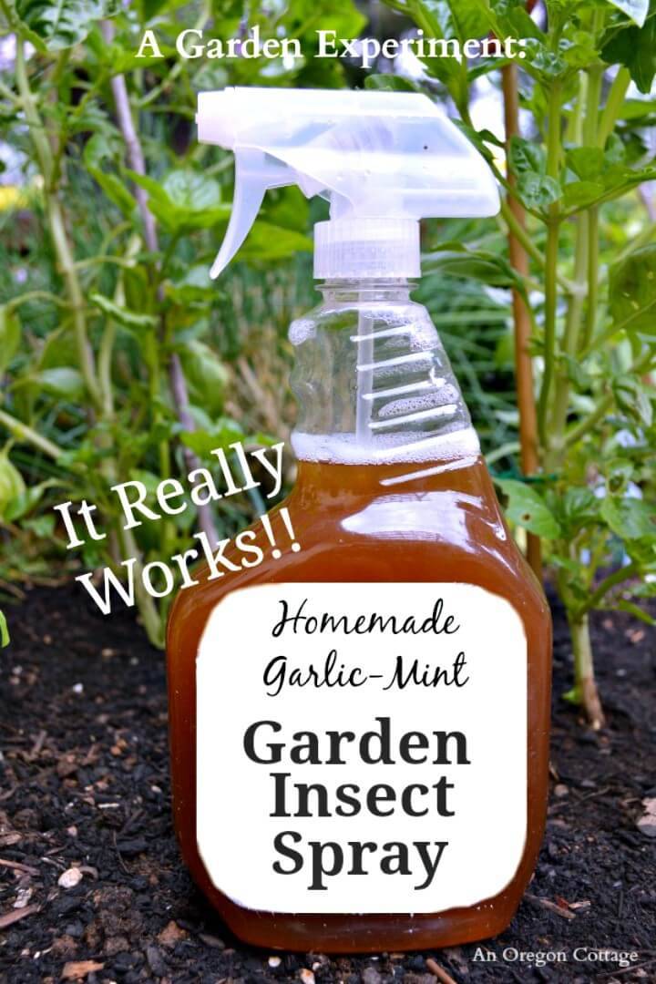 DIY Homemade Garlic-mint Garden Insect Spray