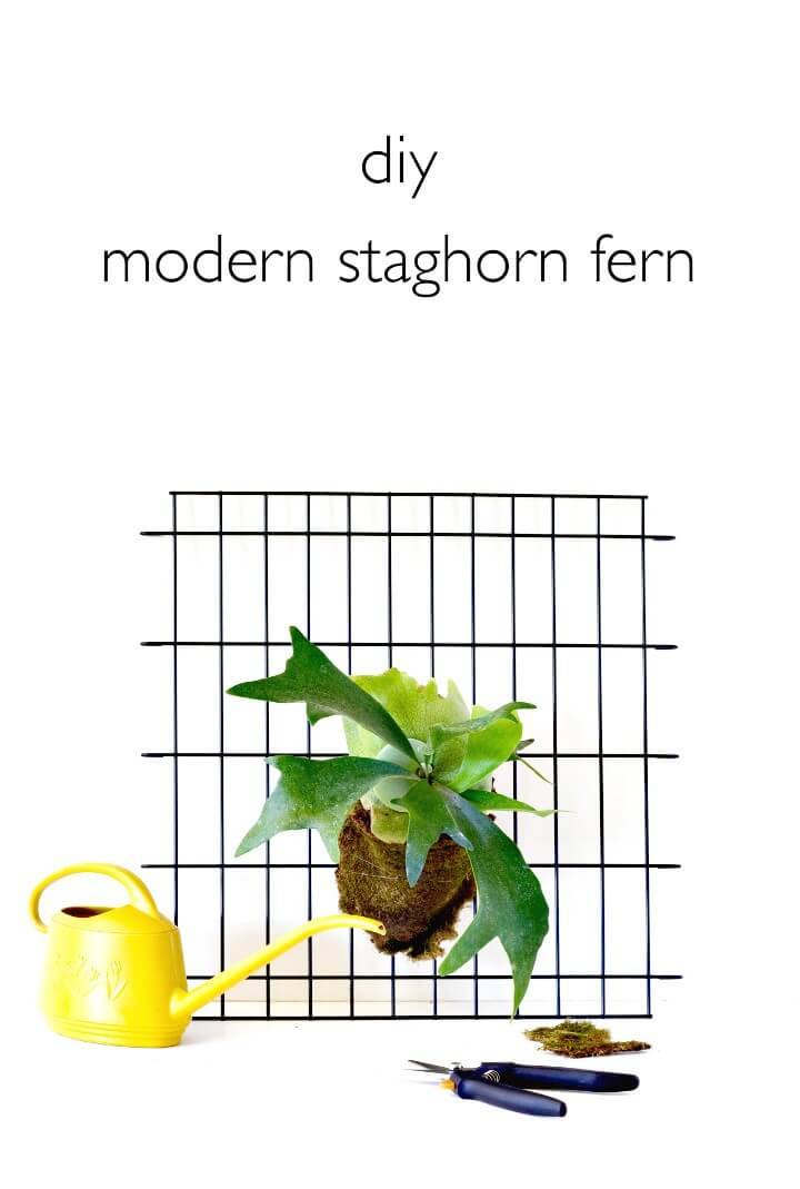 Modern DIY Staghorn Fern Tutorial