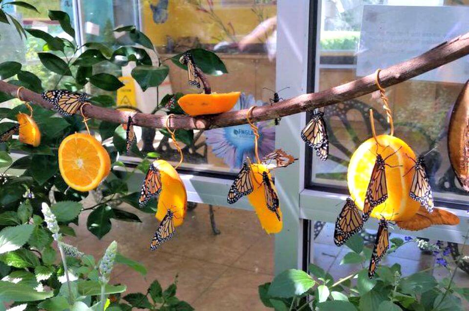 Make a Fruit Feeder to Attract Butterflies