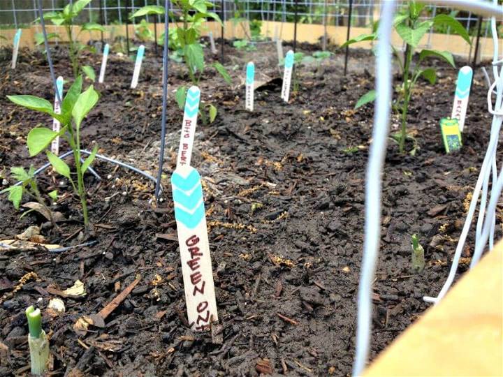 DIY Garden Markers Using Popsicle