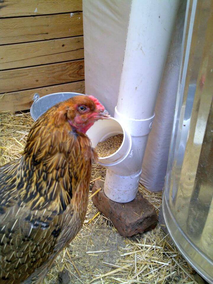 bucket and pvc chicken feeder