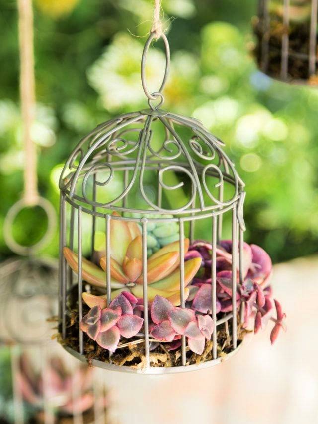Beautiful Handmade Bird Cages Succulent