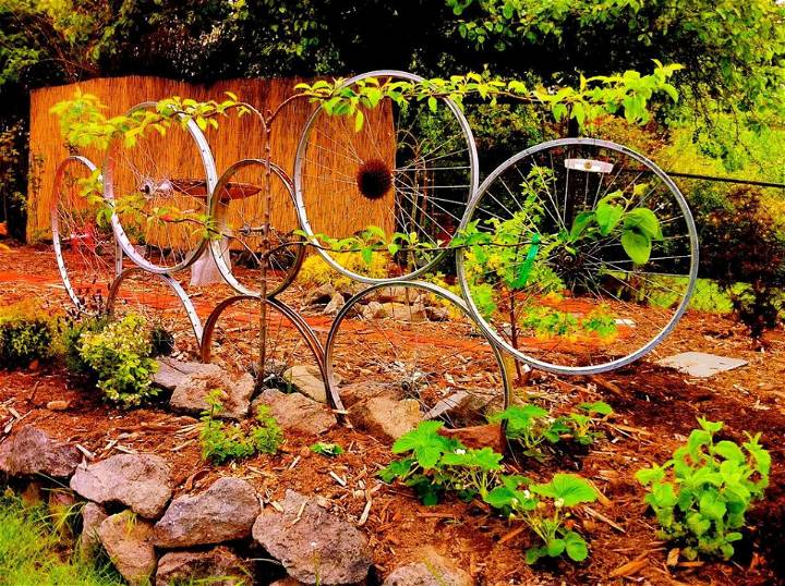 Bike Wheel Trellis With Espalier Apple Tree