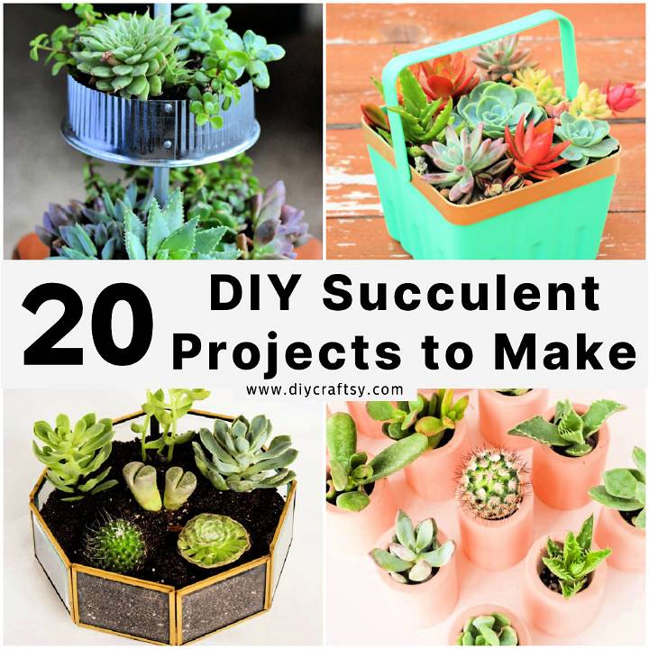DIY succulent projects