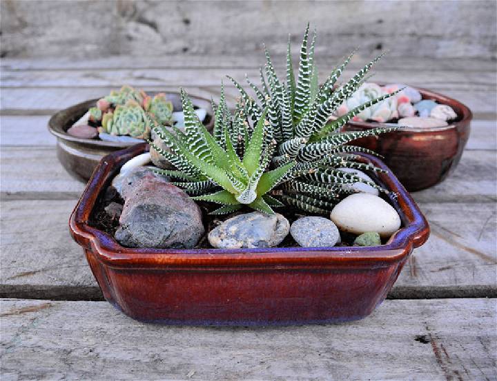 How to Make a Succulent Bowl