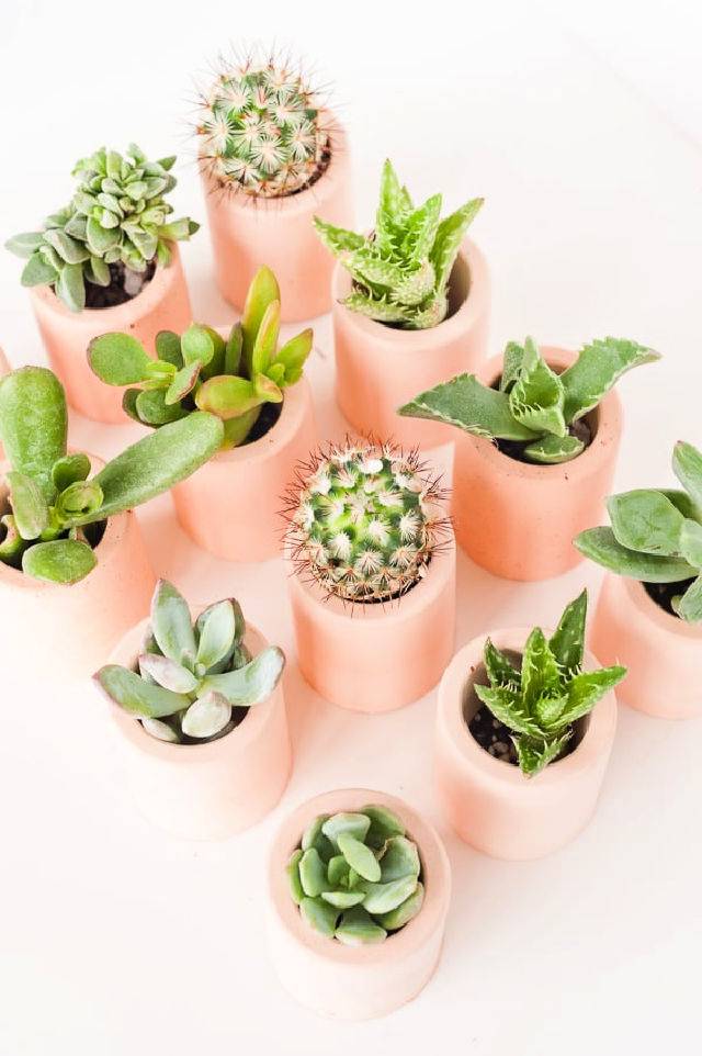 Make Your Own Mini Succulent Pots