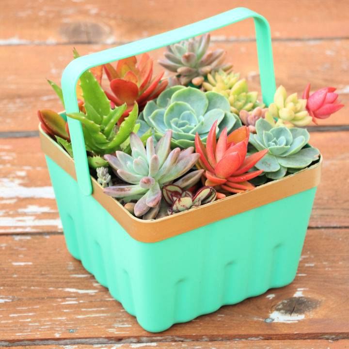 Simple DIY Berry Basket Succulent