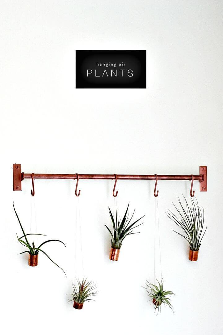 DIY Hanging Air Plants