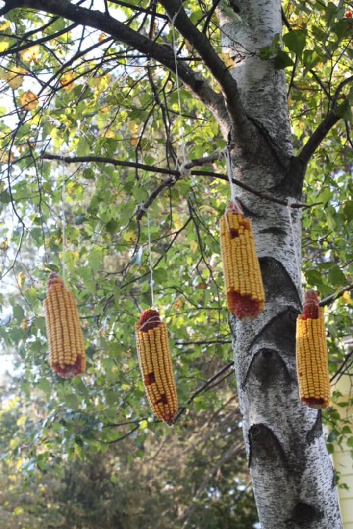 Build a Squirrel Feeder for Fall Fun