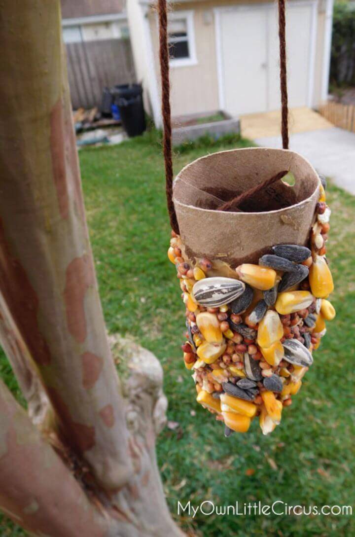 DIY Squirrel Feeders for Your Backyard