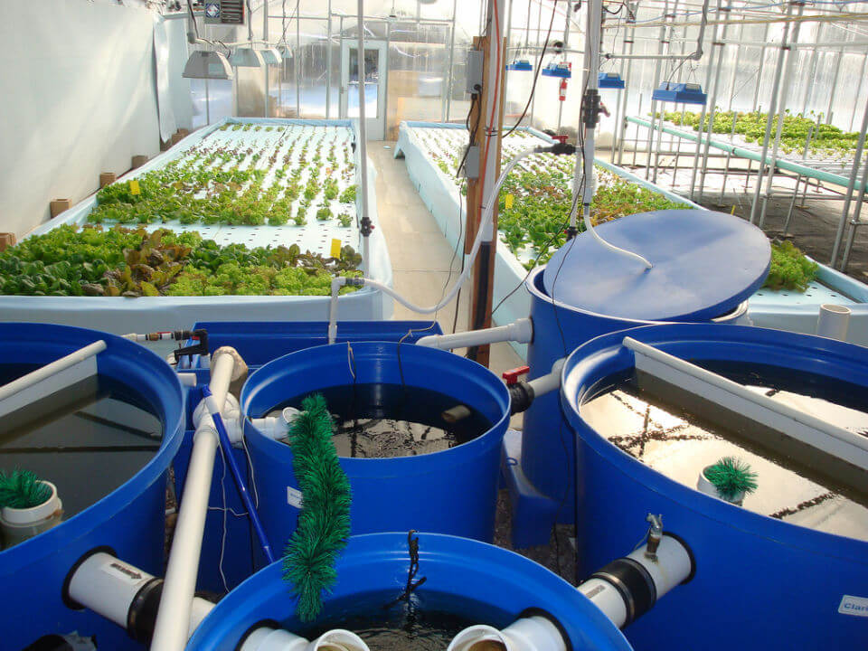 Build a Aquaponics Systems