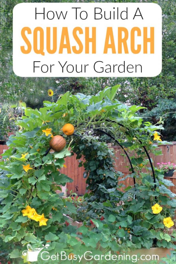 Build a Squash Arch for Your Garden