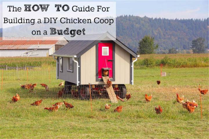 DIY Chicken Coop on a Budge