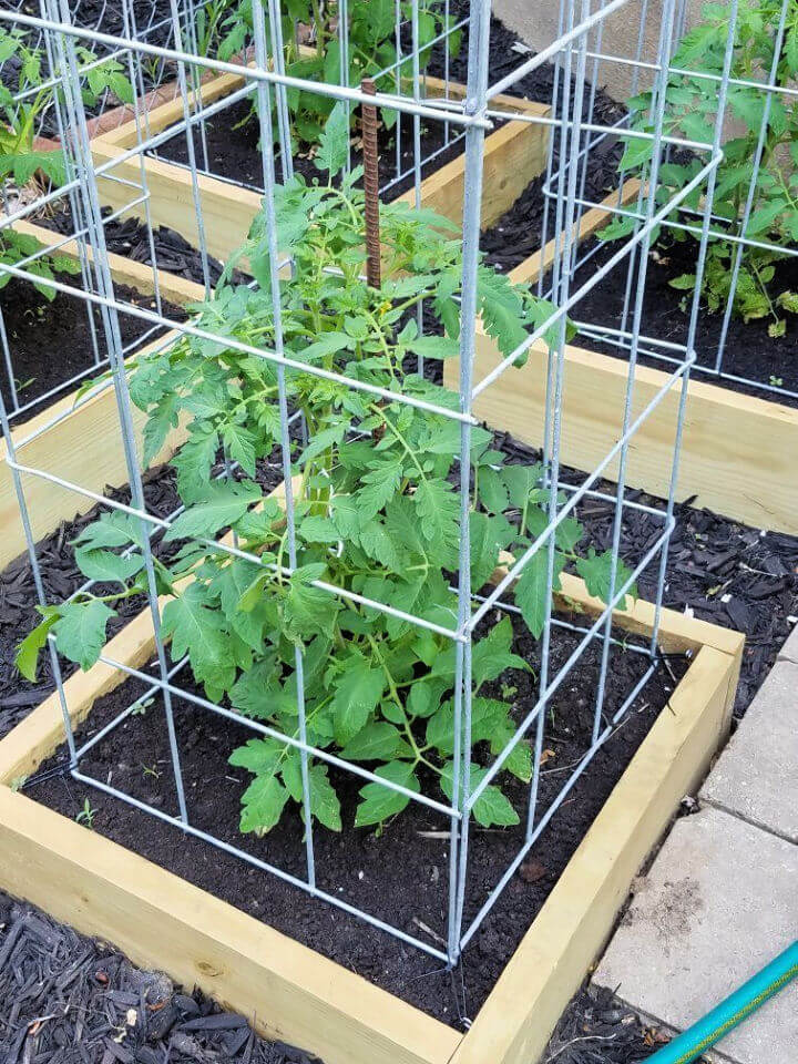 DIY Tomato Cage