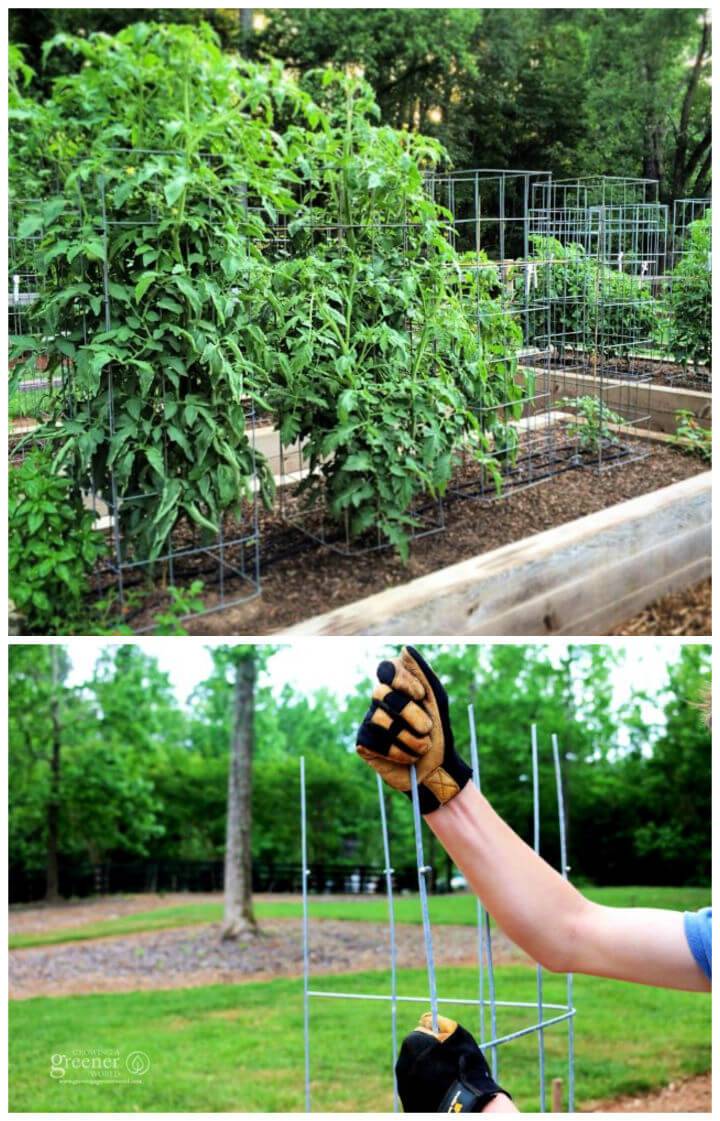 DIY Ultimate Tomato Cage in 5 Simple Steps