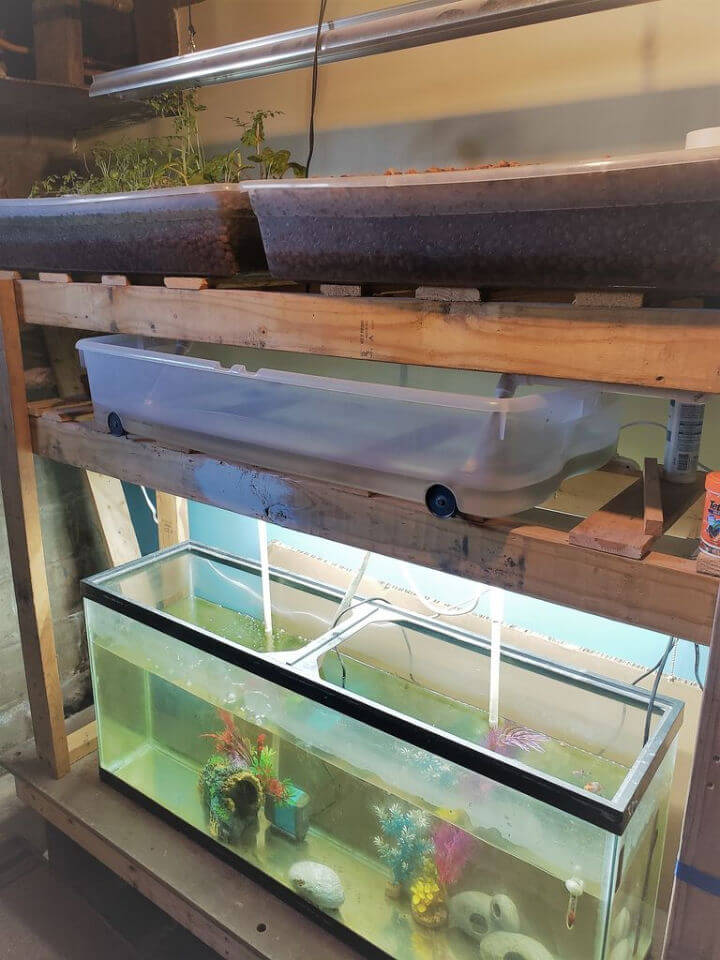 Making an Aquaponics System for Basement