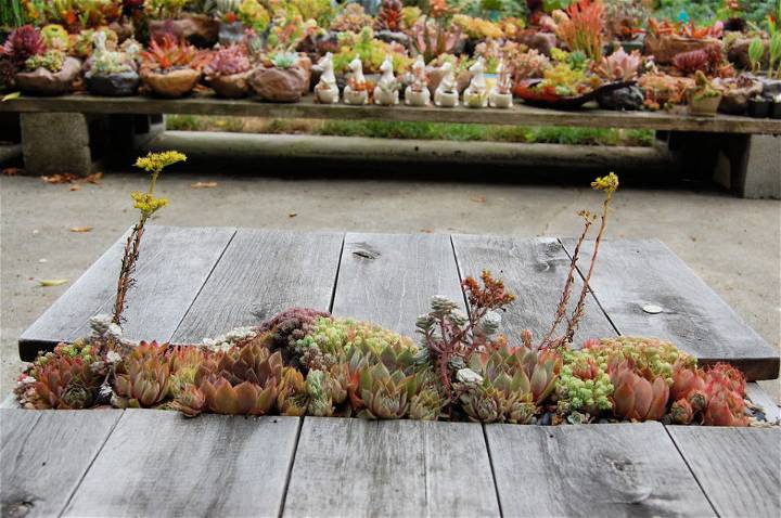 How to Build a Succulent Table