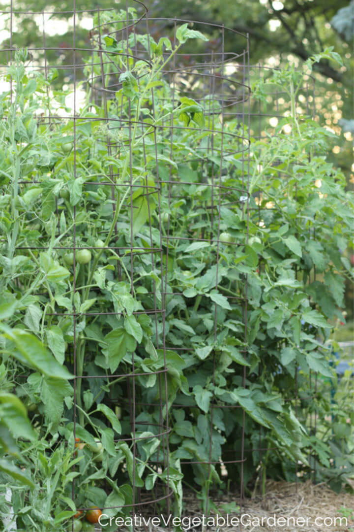 How to Build the Best Tomato Cage