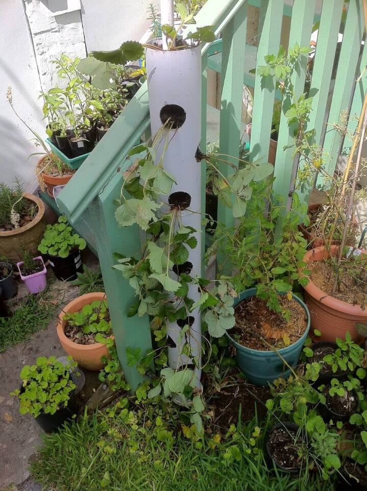Make a Vertical Strawberry Tube Planter
