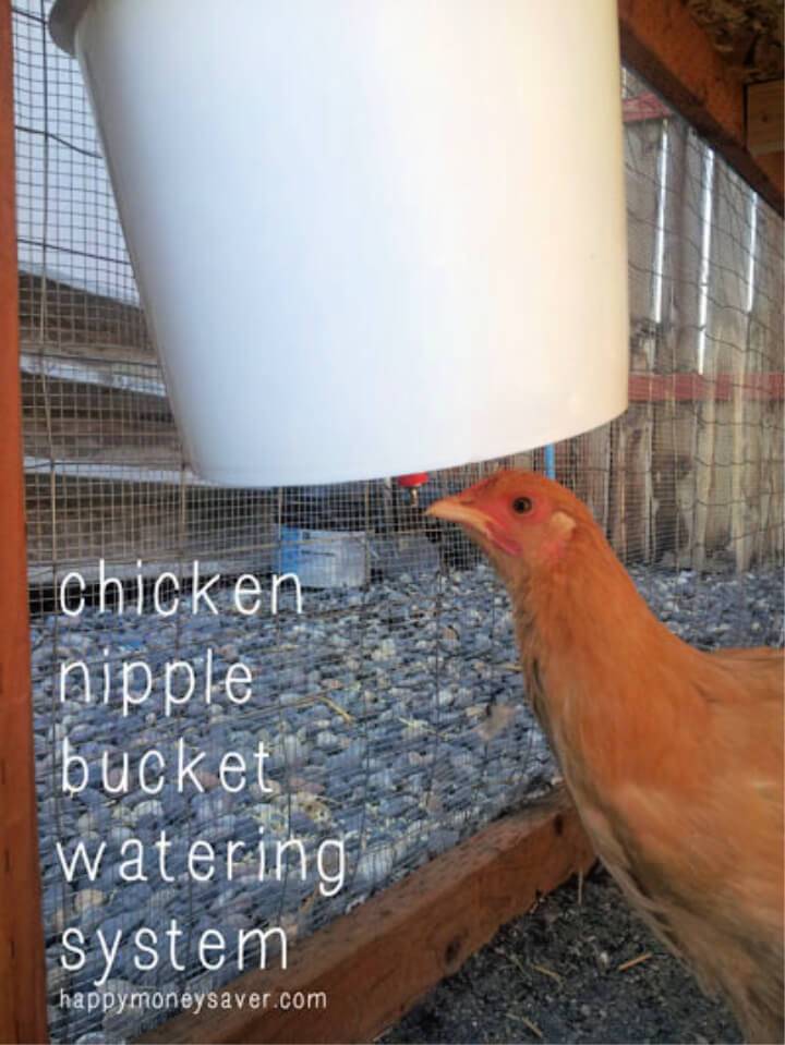 Chicken Nipple Waterer using a Plastic Bucket