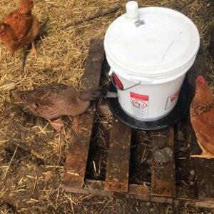 19 Cheap DIY Chicken Waterer Ideas | PVC Chicken Waterer