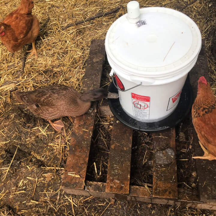 DIY 5 Gallon Chicken Waterer