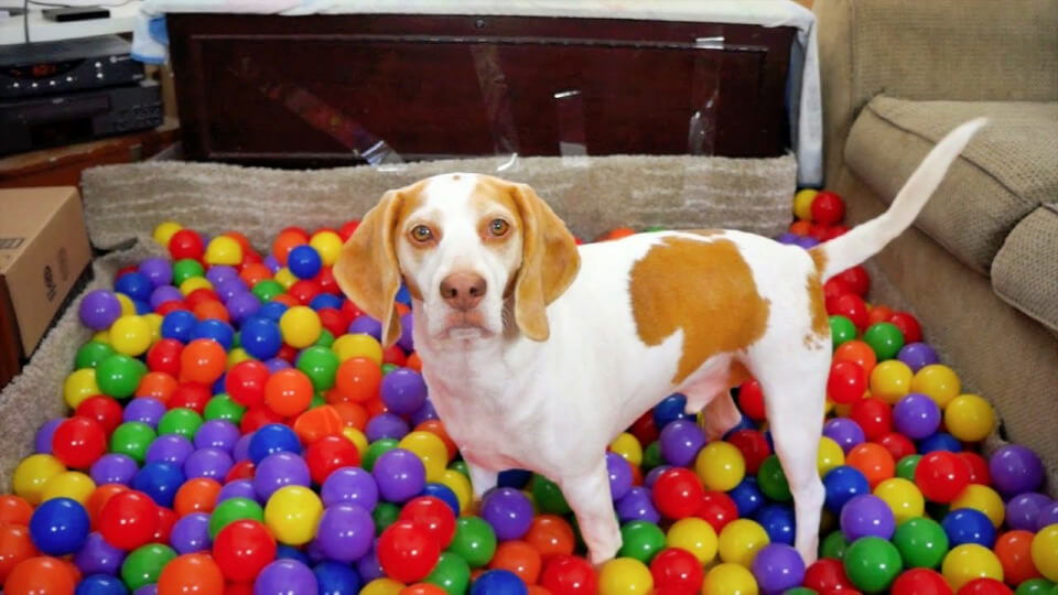 DIY Ball Pit for Maymo