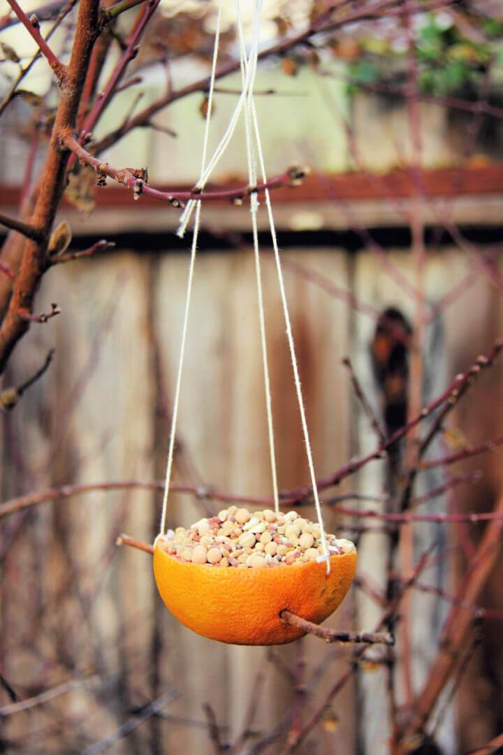 grapefruit bird feeder