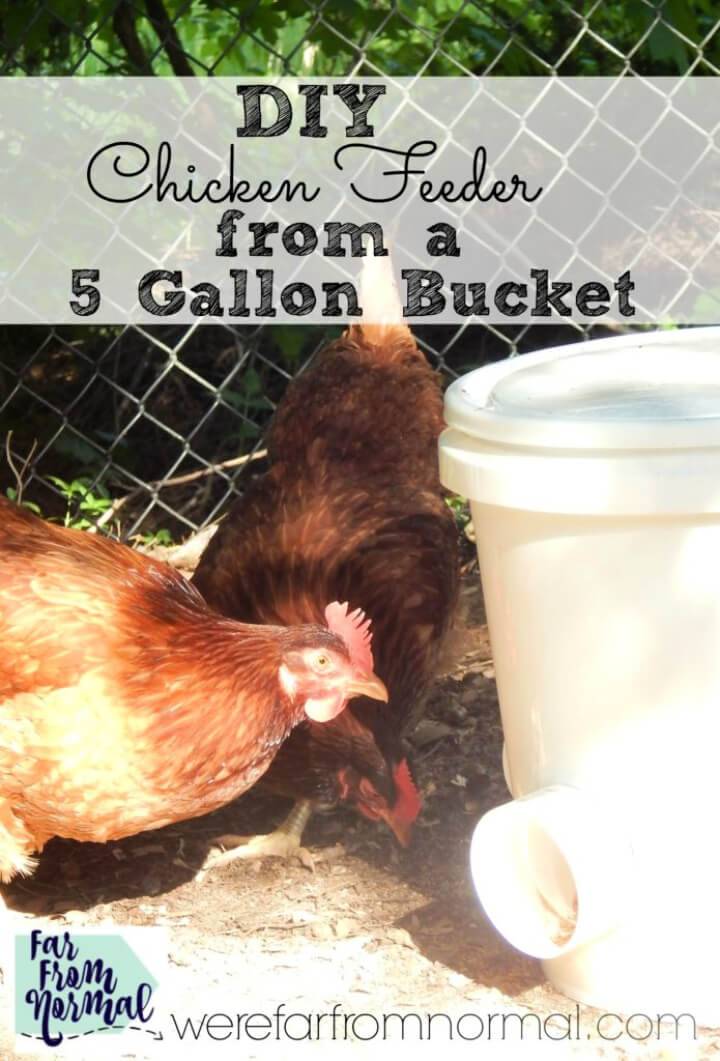 DIY Bucket Chicken Feeder