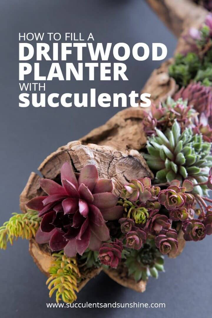 DIY Driftwood Planter Filled with Succulents