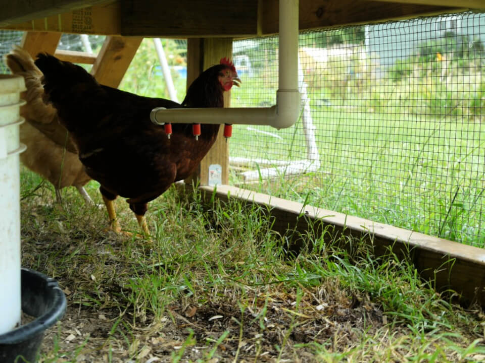 DIY Fang Dangled Automatic Waterer