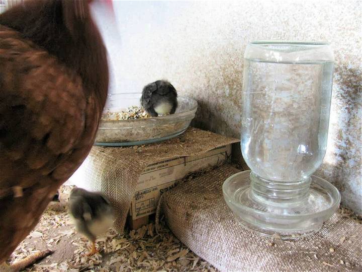 DIY Glass Chicken Poultry Waterer