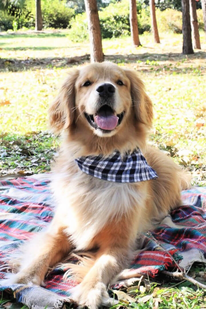 DIY No Sew Dog Bandana