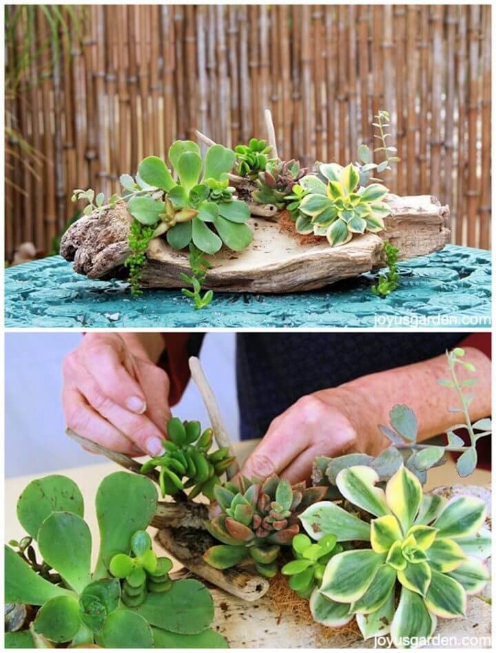 DIY Succulent Driftwood Arrangements