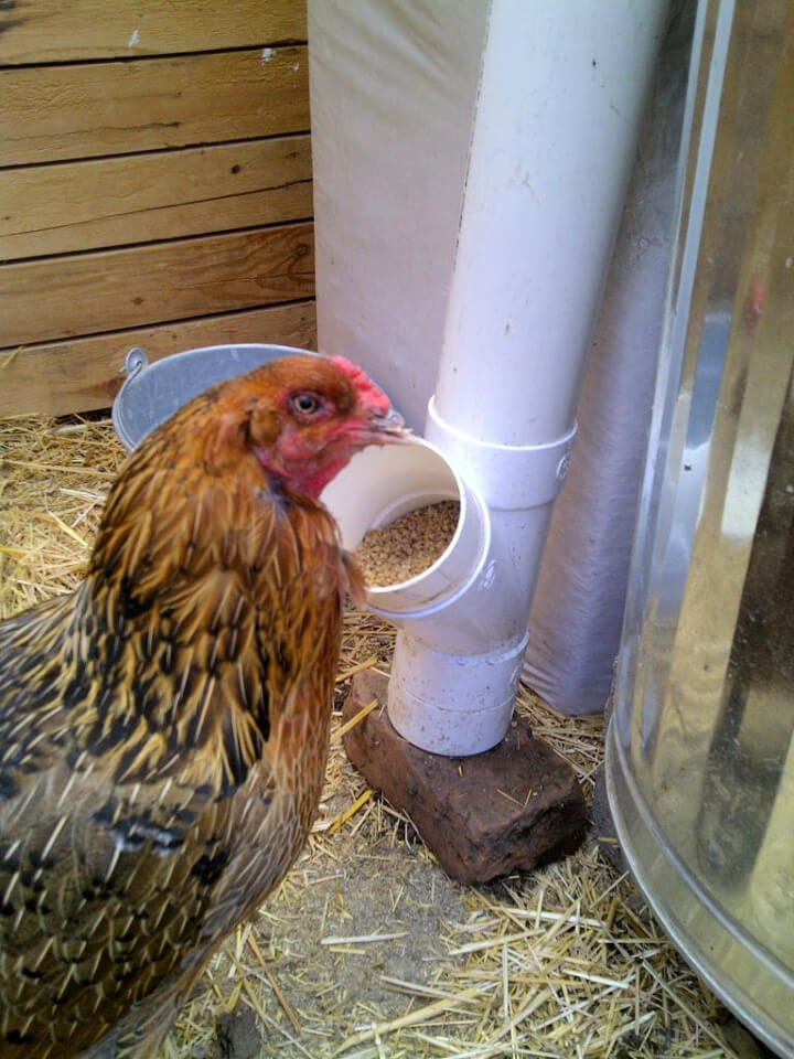 Easy to Make PVC Chicken Feeder