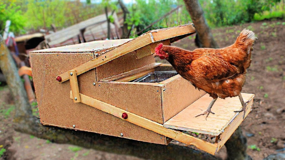  Mangeoire automatique de poulet faite maison 