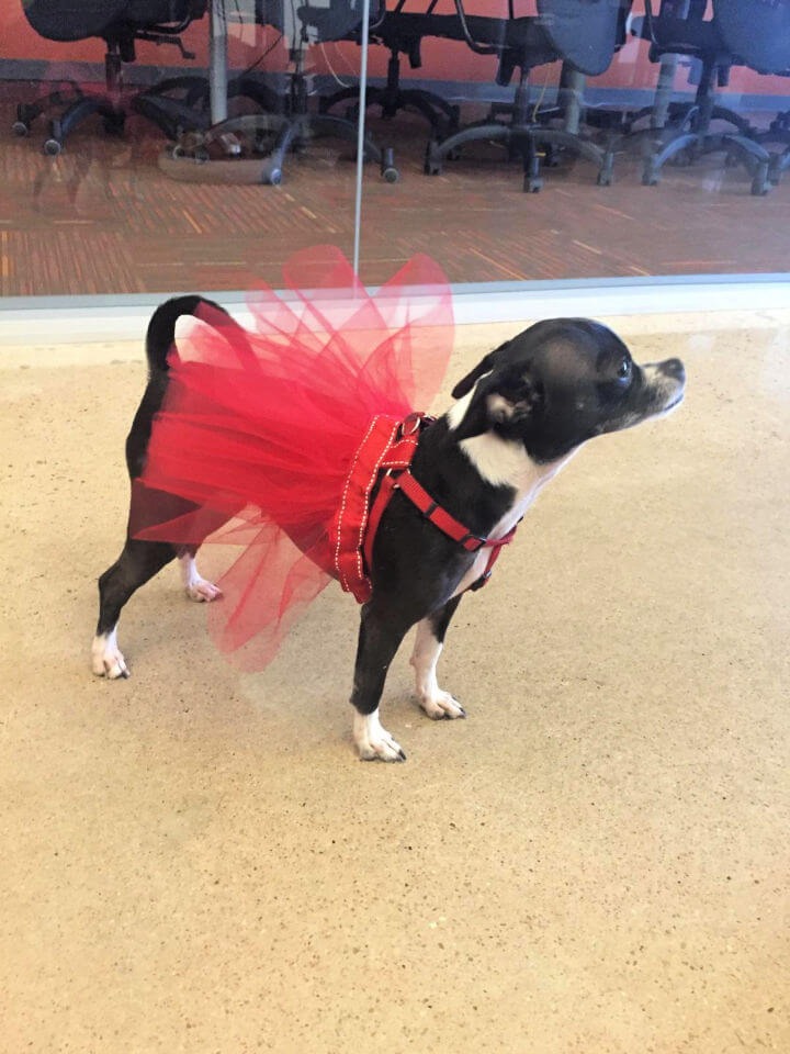 Making a Tutu Skirt for Dog